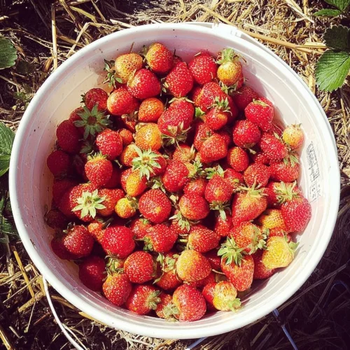 Fresh strawberries in a white bucket on straw, perfect for watermelon and strawberry lemonade drink